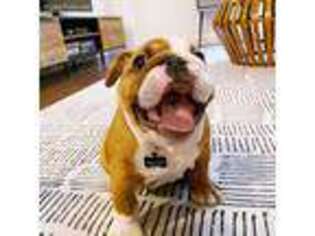 Bulldog Puppy for sale in Hartford, CT, USA