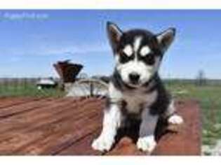 Siberian Husky Puppy for sale in Browning, MO, USA