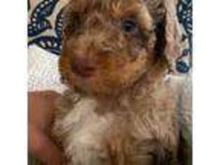 Mutt Puppy for sale in Landrum, SC, USA