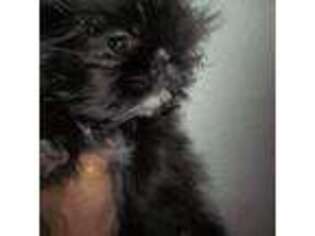 Mutt Puppy for sale in Wittmann, AZ, USA