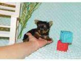 Yorkshire Terrier Puppy for sale in Warrensburg, MO, USA