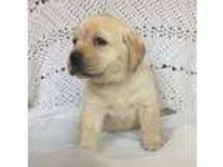 Labrador Retriever Puppy for sale in Manchester, MD, USA