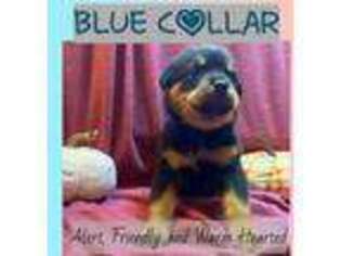Rottweiler Puppy for sale in Fort Morgan, CO, USA