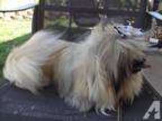 Pekingese Puppy for sale in NORTH HIGHLANDS, CA, USA