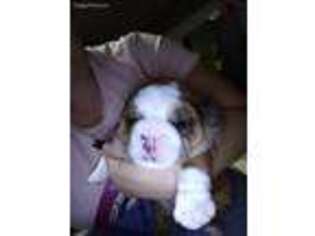 Bulldog Puppy for sale in Roma, TX, USA