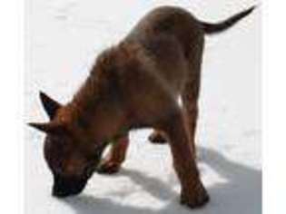 Belgian Malinois Puppy for sale in Hessel, MI, USA