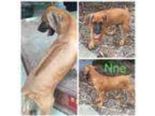 Rhodesian Ridgeback Puppy for sale in Monticello, AR, USA