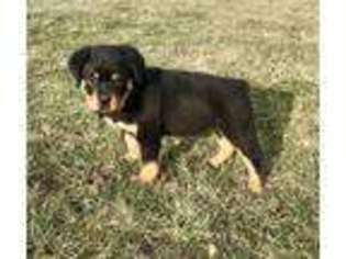 Rottweiler Puppy for sale in Wilkesboro, NC, USA
