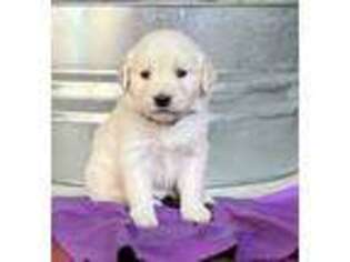 Golden Retriever Puppy for sale in Angier, NC, USA
