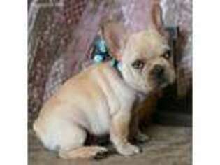 French Bulldog Puppy for sale in Troup, TX, USA