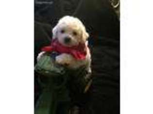 Bichon Frise Puppy for sale in Dickinson, TX, USA