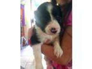 Border Collie Puppy for sale in Miami, FL, USA