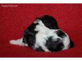 Mutt Puppy for sale in Farmington, IA, USA