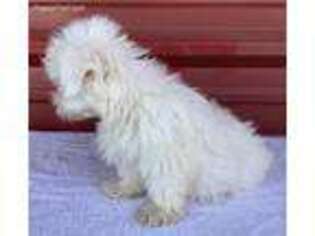 Maltese Puppy for sale in Durant, OK, USA