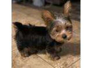 Yorkshire Terrier Puppy for sale in Memphis, TN, USA