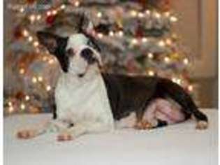 Boston Terrier Puppy for sale in Roy, WA, USA