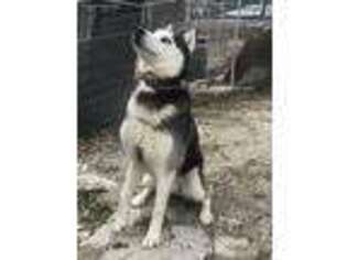 Siberian Husky Puppy for sale in Vienna, MO, USA