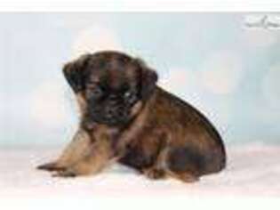 Brussels Griffon Puppy for sale in Fort Myers, FL, USA