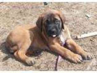 Mastiff Puppy for sale in HOPKINS, MI, USA