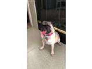 Pug Puppy for sale in Puyallup, WA, USA