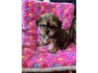 Shorkie Tzu Puppy for sale in Clearwater, FL, USA