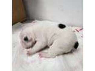 French Bulldog Puppy for sale in San Bernardino, CA, USA