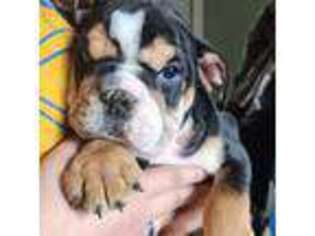 Bulldog Puppy for sale in Maurice, IA, USA