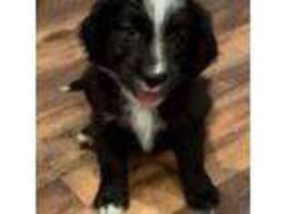 Mutt Puppy for sale in Powhatan, VA, USA