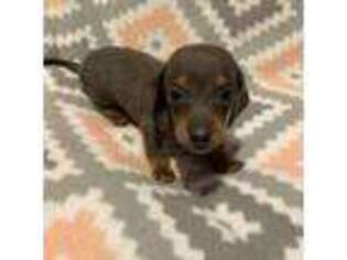 Dachshund Puppy for sale in Salem, MO, USA