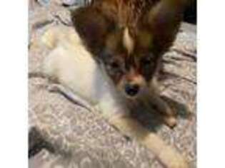 Papillon Puppy for sale in Taneytown, MD, USA