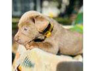 Labrador Retriever Puppy for sale in Tampa, FL, USA