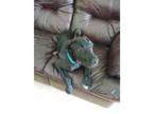 Great Dane Puppy for sale in Gainesville, FL, USA