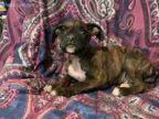 Boxer Puppy for sale in Montoursville, PA, USA