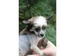 Chinese Crested Puppy for sale in Westminster, MD, USA
