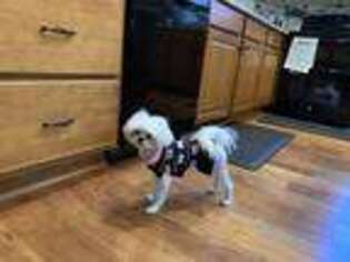 Maltese Puppy for sale in Candler, NC, USA