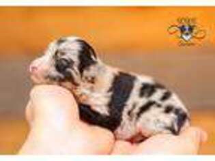 Miniature Australian Shepherd Puppy for sale in Fulton, MO, USA