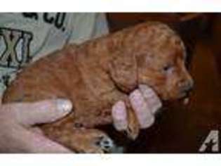 Mutt Puppy for sale in CENTRALIA, KS, USA