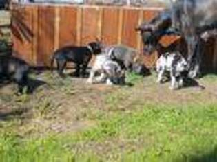 Great Dane Puppy for sale in Tracy, CA, USA
