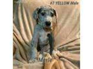 Great Dane Puppy for sale in Phillipsburg, KS, USA