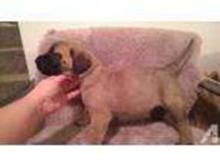 Mastiff Puppy for sale in SPOKANE, WA, USA