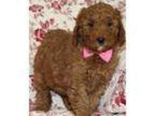 Goldendoodle Puppy for sale in Massillon, OH, USA