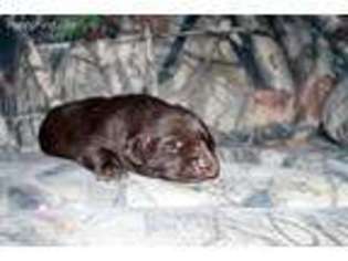 Labrador Retriever Puppy for sale in Aurora, MO, USA