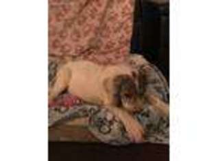 Great Dane Puppy for sale in El Cajon, CA, USA