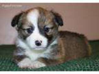 Pembroke Welsh Corgi Puppy for sale in Lorraine, KS, USA