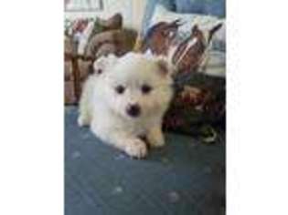 American Eskimo Dog Puppy for sale in Centreville, MI, USA