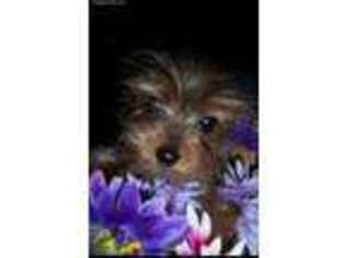 Yorkshire Terrier Puppy for sale in VALLEY VIEW, PA, USA