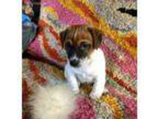 Jack Russell Terrier Puppy for sale in Lynn, MA, USA