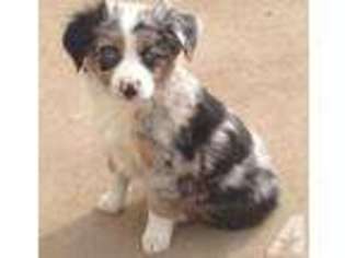 Mutt Puppy for sale in PERU, NE, USA