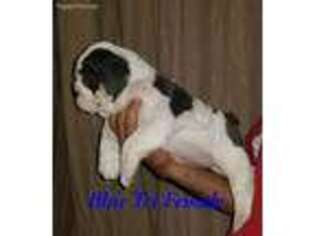 Bulldog Puppy for sale in Kerrville, TX, USA