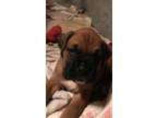 Boxer Puppy for sale in PLAINVILLE, CT, USA